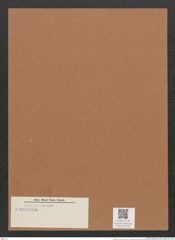 Navicula sp. (de-Toni-Nr.: Genus 1) Zeichnungen Sammlung Grunow Mappe 00726 (Herbarium_W_Grunow_drawings_Folder_00726)